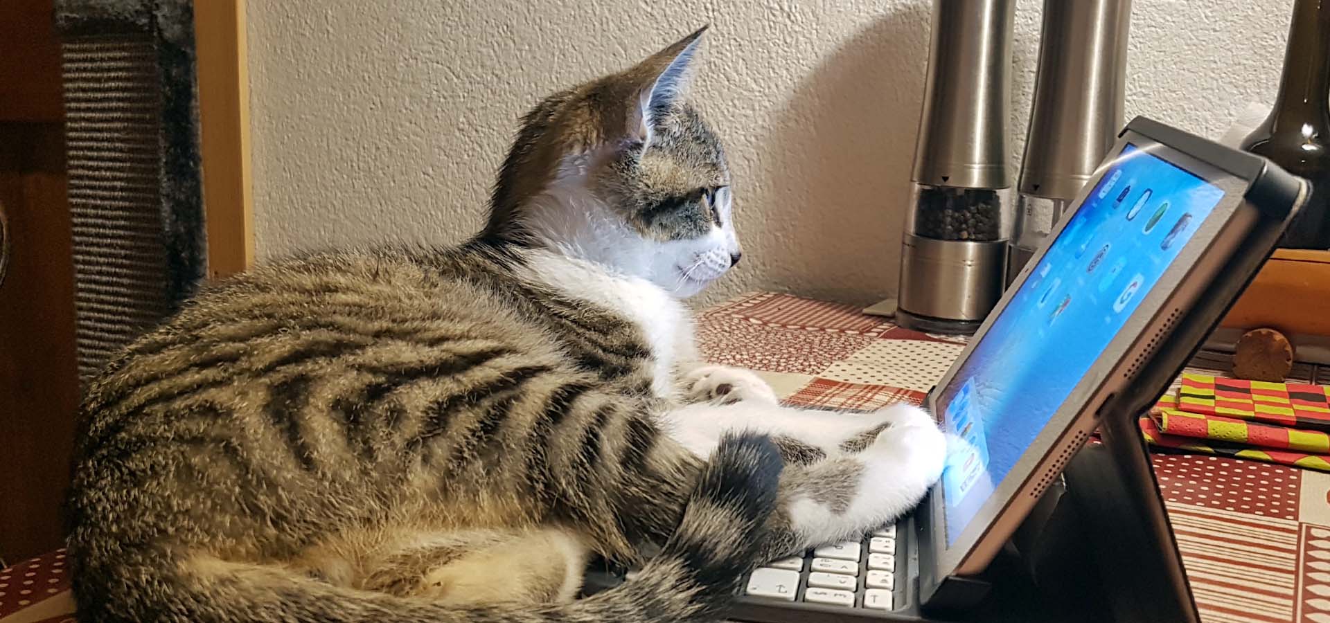 Kontakt Katze am Tablet