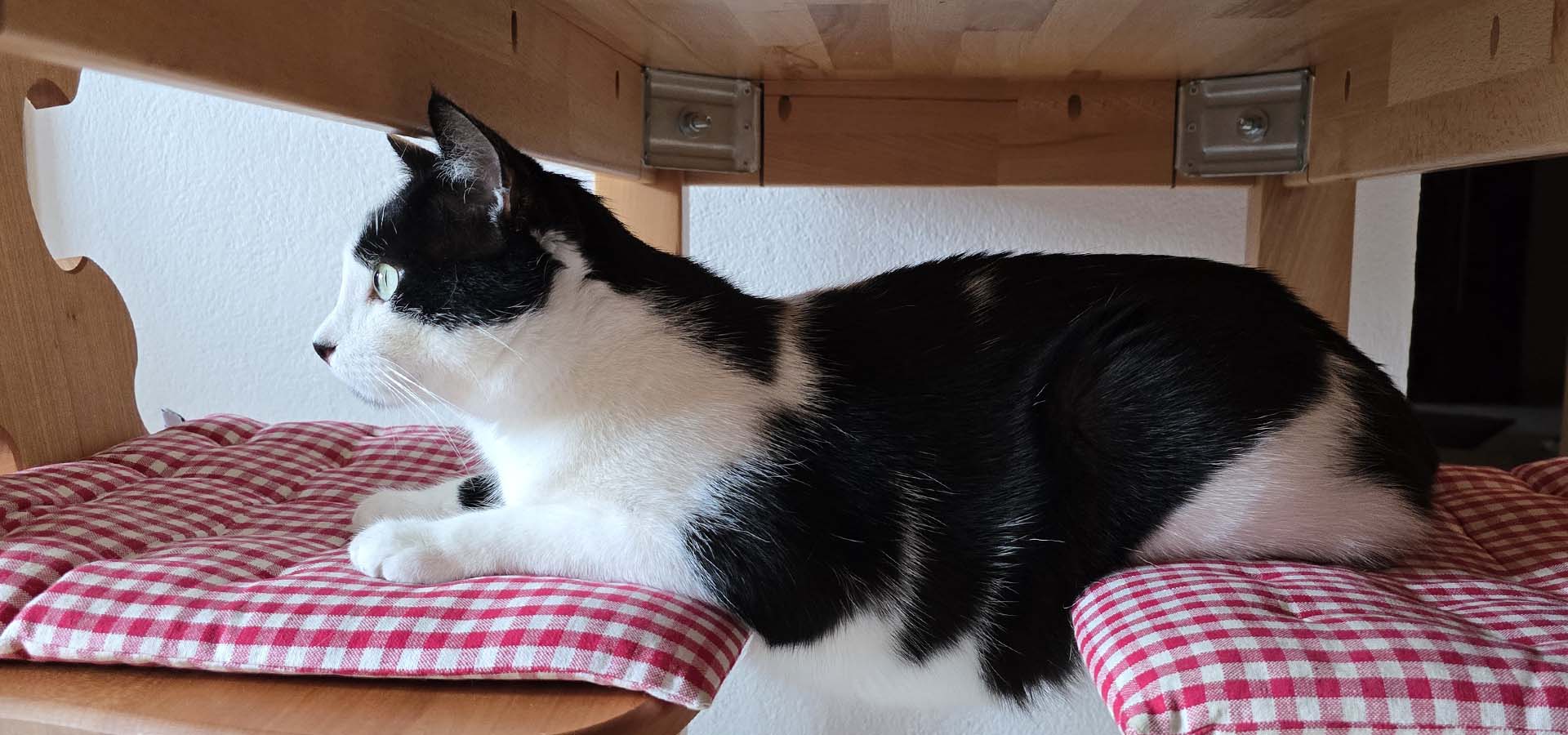 Katze auf zwei Stühlen