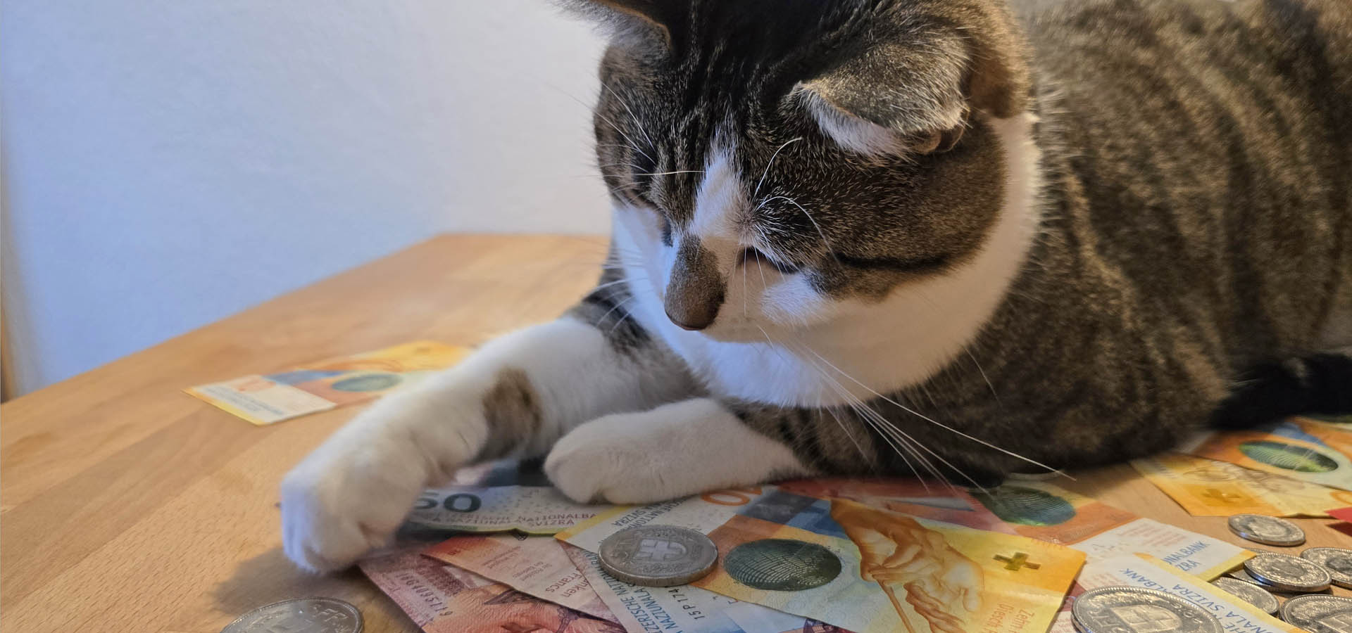Preise-Tigerli mit Geld Tigerli mit Geldstücken